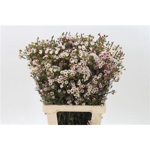 Chamelauc Moonlight Delight