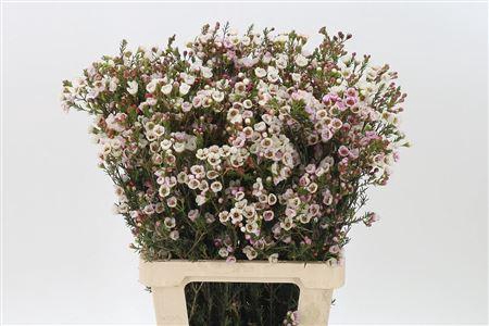 <h4>Chamelauc Moonlight Delight</h4>