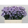 Limonium sinuatum Donau Birds