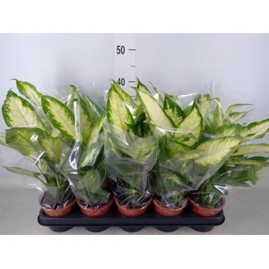 Dieffenbachia  'Compacta'