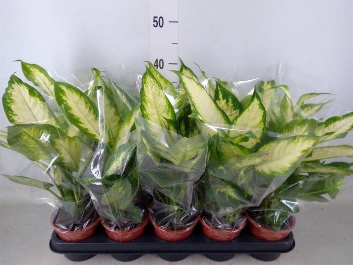 <h4>Dieffenbachia  'Compacta'</h4>