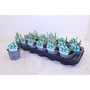 GALANTHUS NIV IN POT