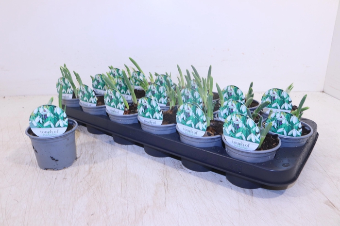 <h4>GALANTHUS NIV IN POT</h4>