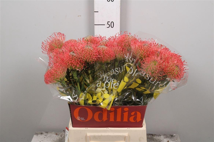 <h4>Leuco Ayoba Pink</h4>