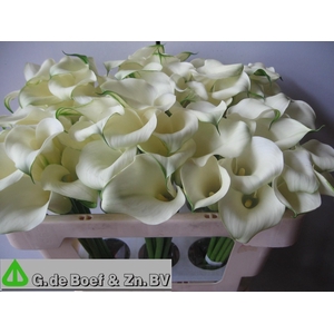 Zant White Flirt