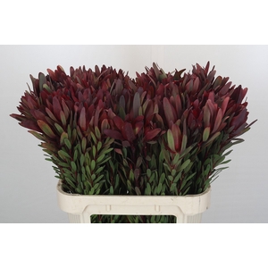 Leucadendron Safari Sunset