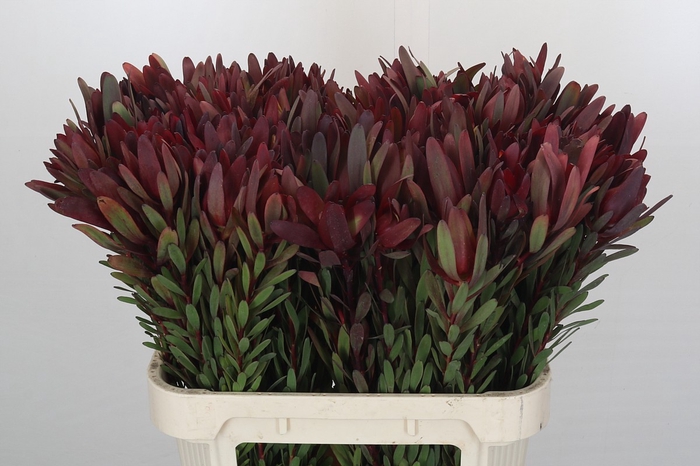 <h4>Leucadendron Saf Sunset Dark Red</h4>