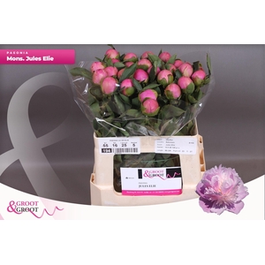 Paeonia Monsieur Jules Elie