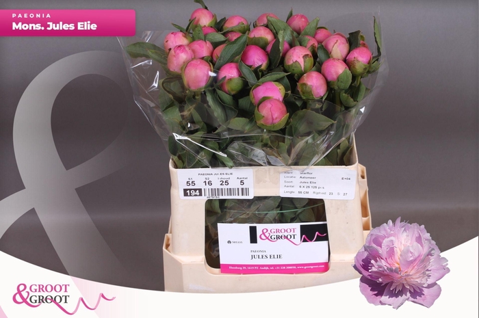 <h4>Paeonia Monsieur Jules Elie</h4>