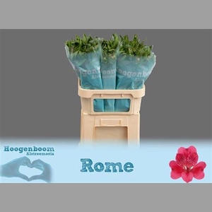Alstr Rome