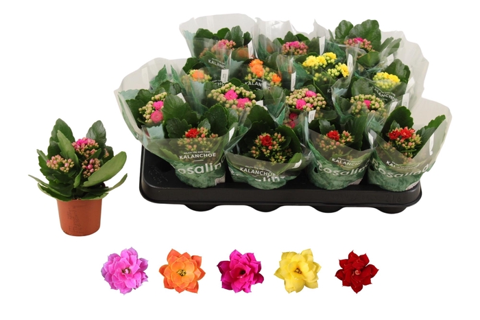 <h4>KAL GE RO GEM 5 KL</h4>