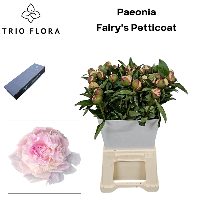 <h4>PAEO L FAIRY PETTICO L Box</h4>