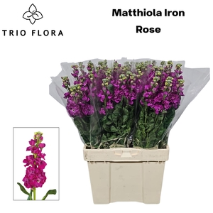 MATTH IRON ROSE 544