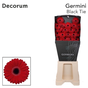 Germini Black Tie Diamond Per Kaart