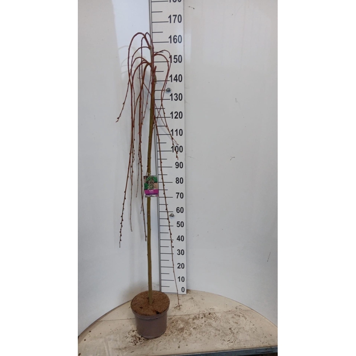 <h4>SALIX CAP KILMARNOCK</h4>