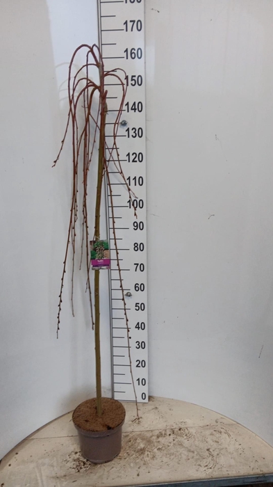 SALIX CAP KILMARNOCK