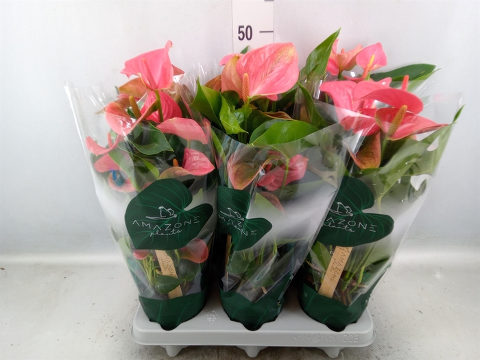 <h4>Anthurium andr. 'Melito'</h4>