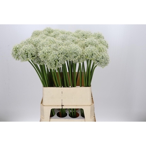 Allium Mount Everest