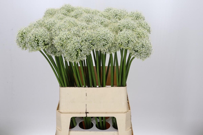 <h4>Allium Mount Everest</h4>