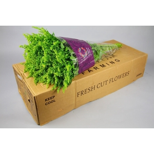 Solidago Golden Glory