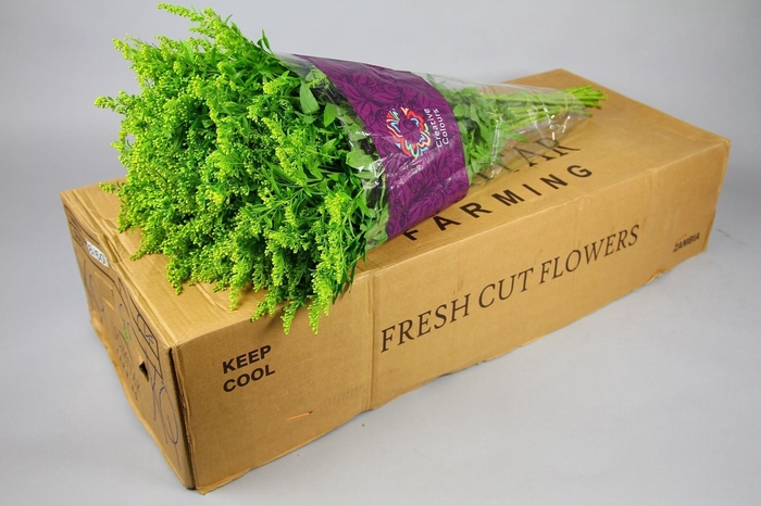 <h4>Solidago Golden Glory</h4>