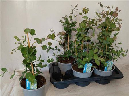 <h4>Eucalyptus gunnii</h4>