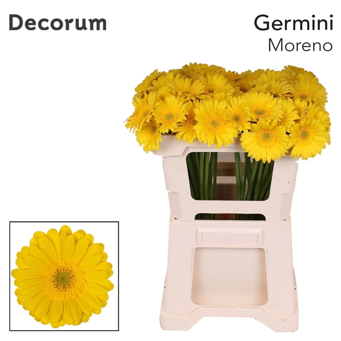 <h4>Germini Moreno Water x60</h4>