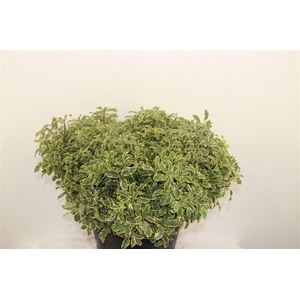 Pitto Nigra 40-45 Cm Per Tak