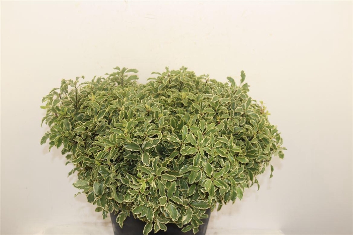 <h4>Pitto Nigra 40-45 Cm Per Tak</h4>