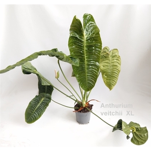 Anthurium veitchii XL 19cm [King Anthurium]