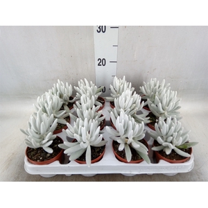 Senecio   ...