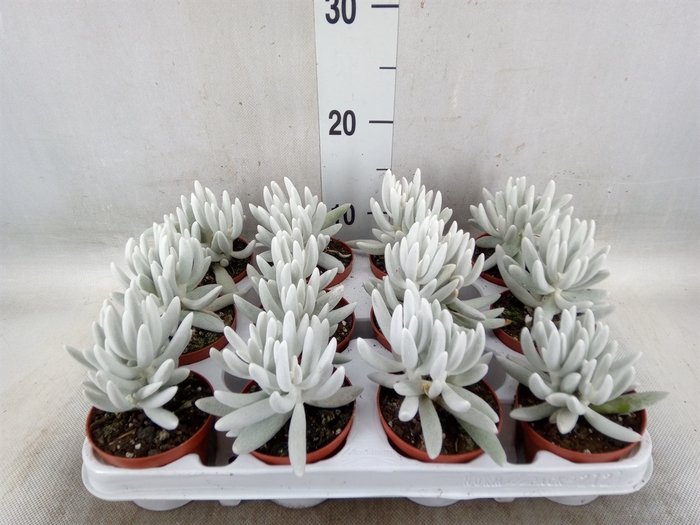 <h4>Senecio   ...</h4>
