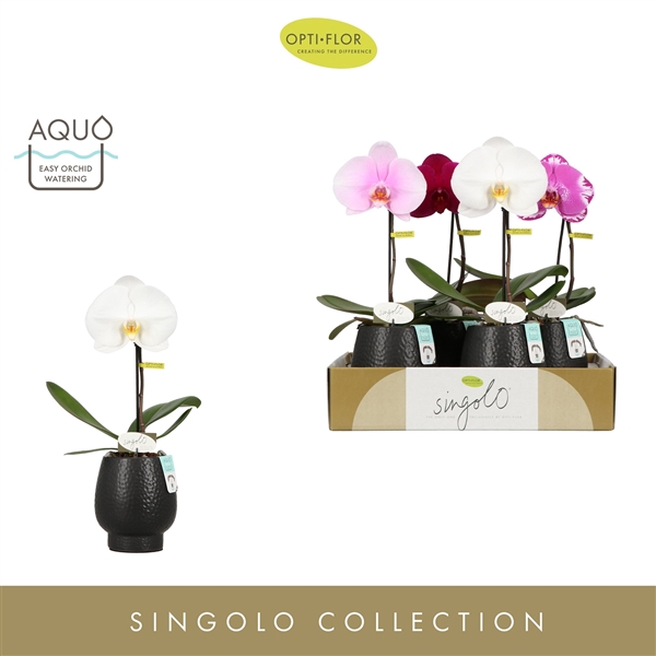 <h4>Singolo Mix in Abruzzo Black Aquo</h4>