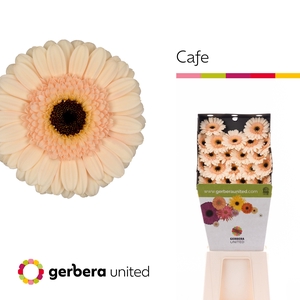 Germini Cafe Diamond