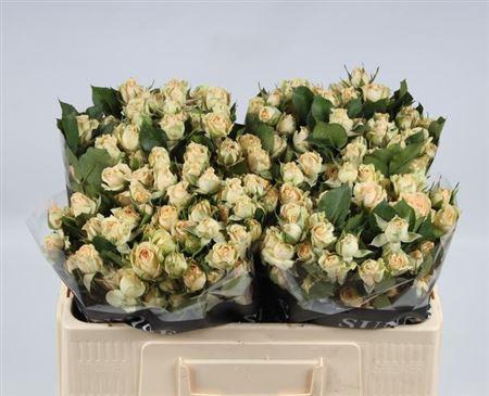 <h4>R Tr Trinity</h4>