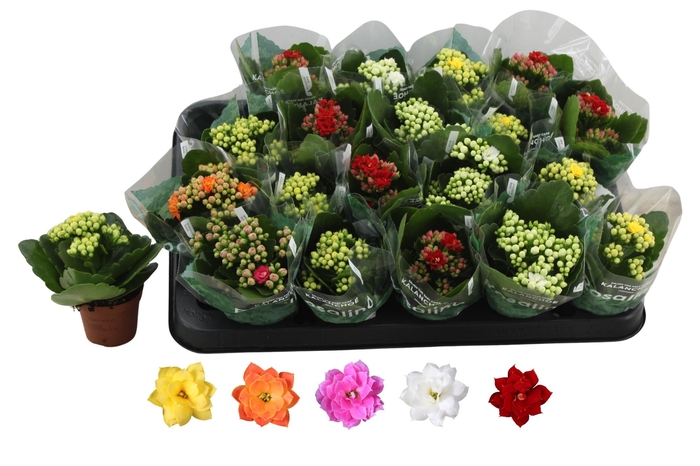 <h4>KAL GE RO GEM 5 KL</h4>