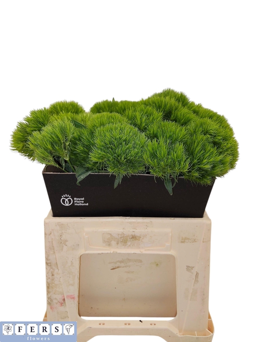 <h4>DI BARB GREEN WICKY</h4>