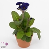 Primula elat. 'Stella Blau'