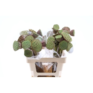 Nelumbo Nucifera Red