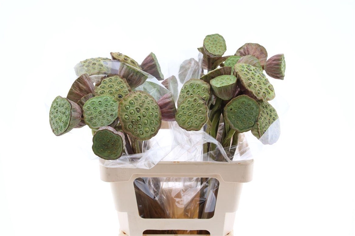 <h4>Nelumbo Nucifera Red</h4>