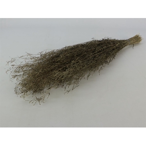 Bunch Munni Grass Slv 100g L60