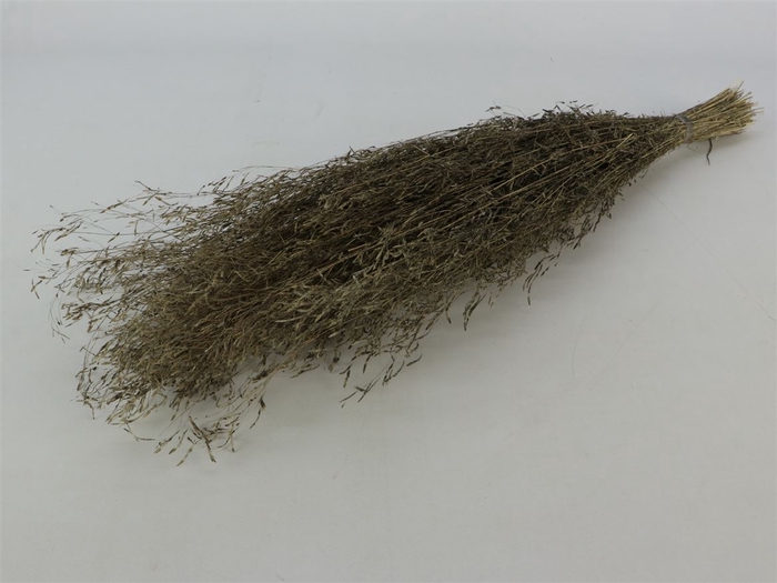 <h4>Bunch Munni Grass Slv 100g L60</h4>