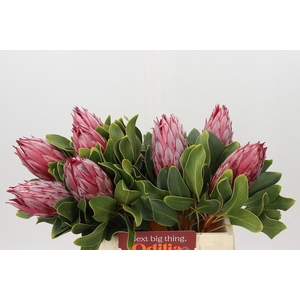 Protea Cynaroides