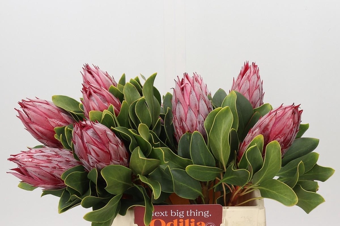 <h4>Protea Cynaroides</h4>