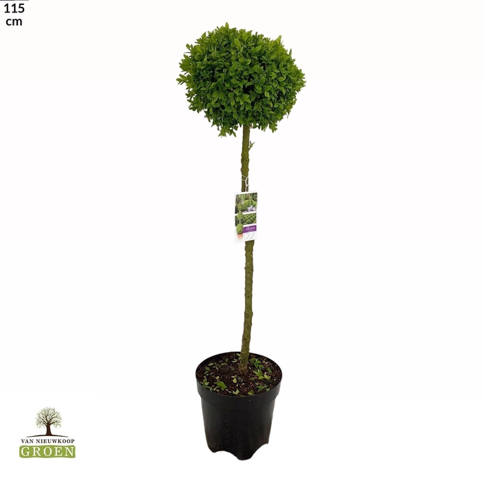 <h4>Buxus sempervirens Bol op stam M</h4>