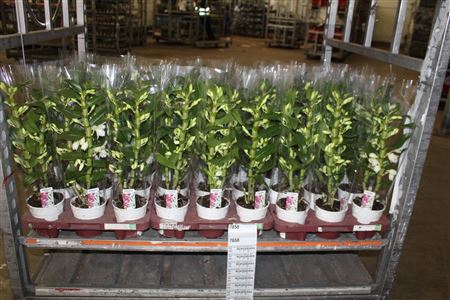 <h4>Dendr N Sc Apollon ** 2 Branches 16+ **</h4>