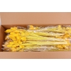 DF Dipsacus Yellow Bs 130g