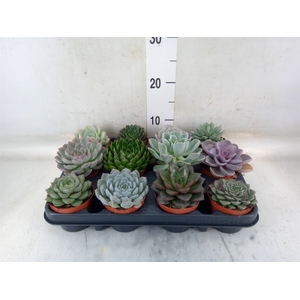 Echeveria   ...mix