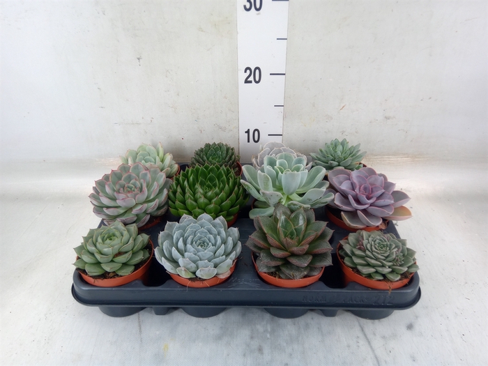 <h4>Echeveria   ...mix</h4>