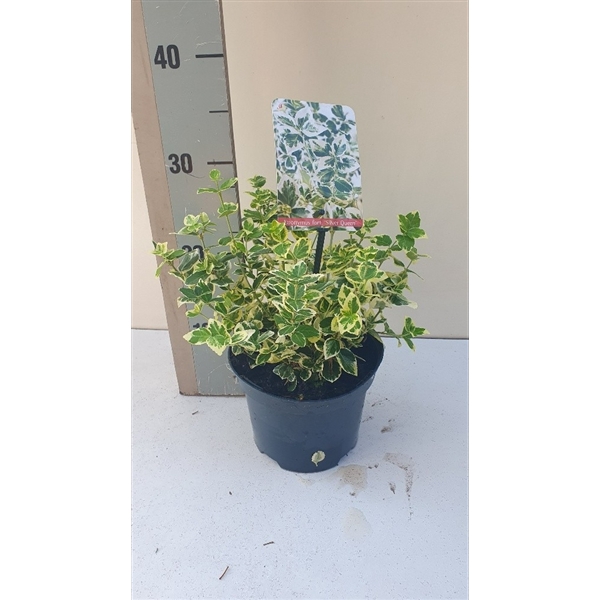 <h4>Euonymus fort SilverQueen</h4>
